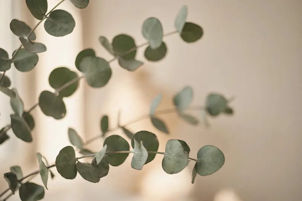 Eucalyptus branches in soft, warm light